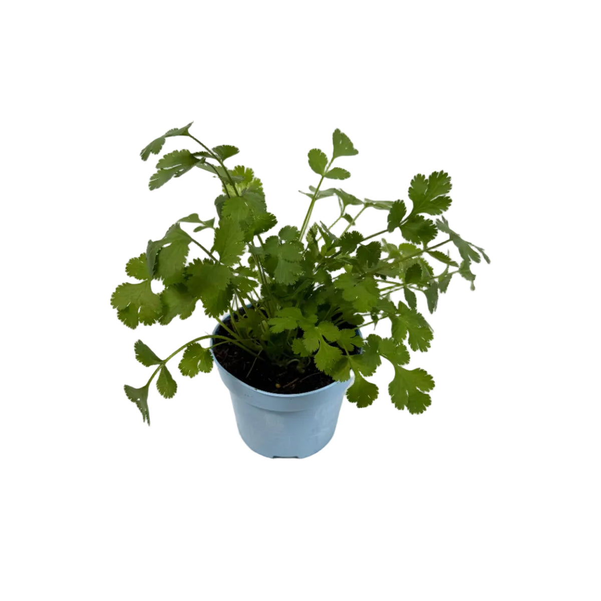 Coriander - 12cm pot