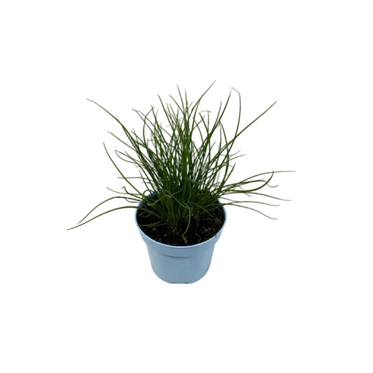 Bieslook - 12cm pot