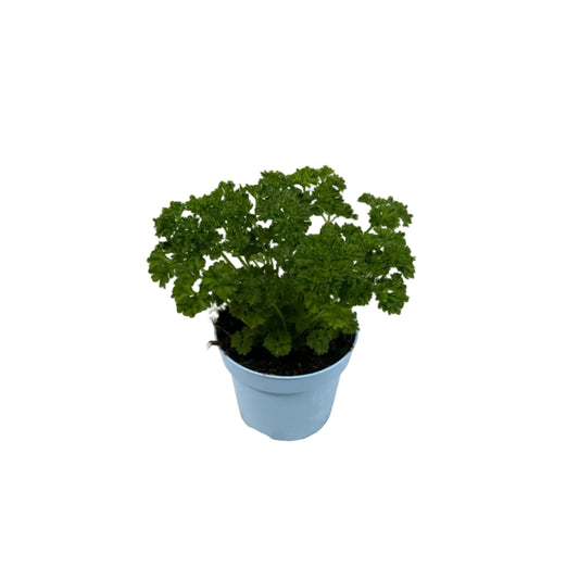 Peterselie krul - 12cm pot