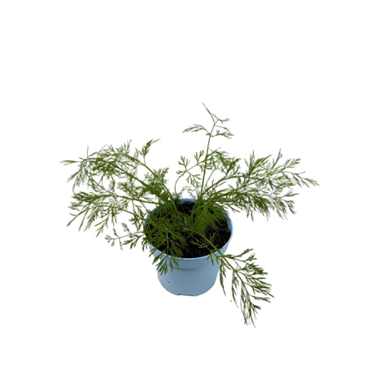 Dille - 12cm pot