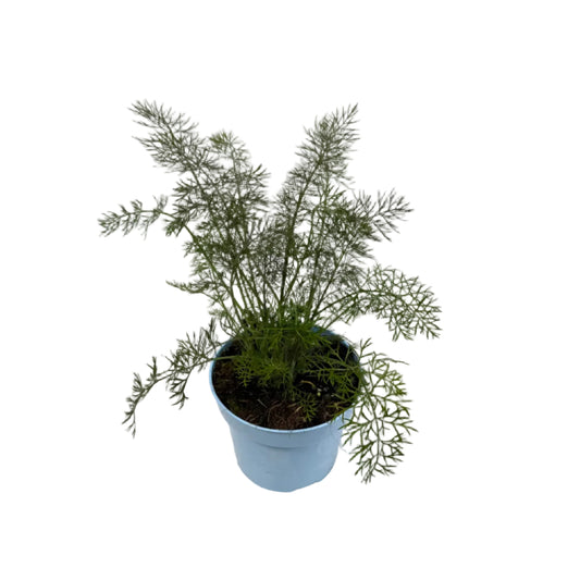 Venkel - 12cm pot