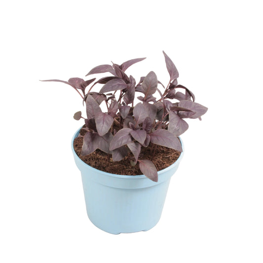 Basilicum rood - 12cm pot