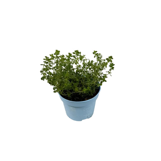 Tijm citroen - 12cm pot