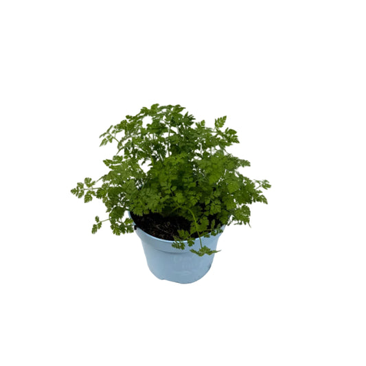 Kervel - 12cm pot