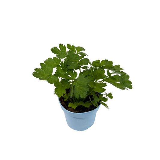 Peterselie platblad - 12cm pot