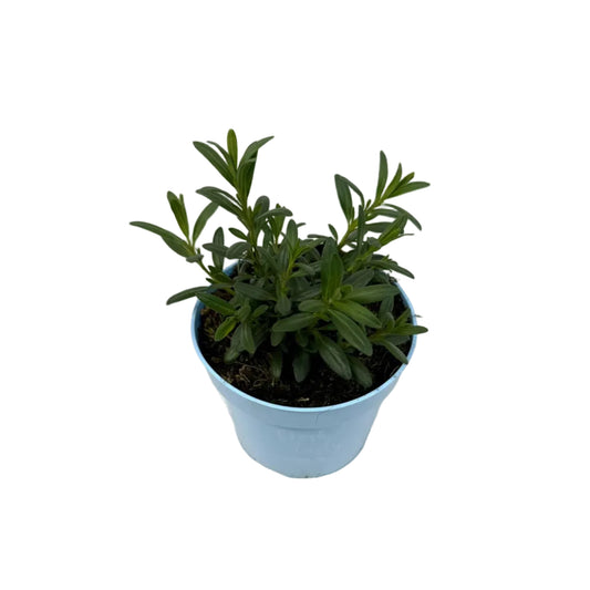 Hyssop - 12cm pot