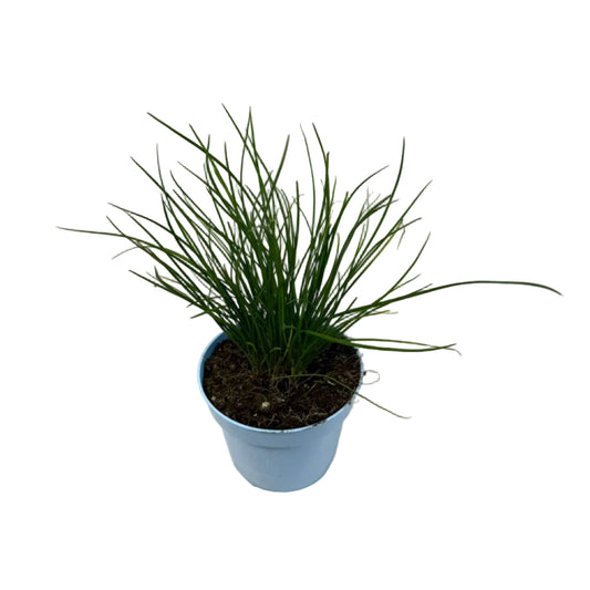 Bieslook knoflook - 12cm pot