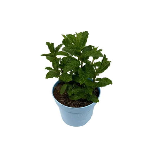 Munt Marokkaans - 12cm pot