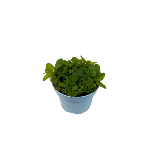 Origanum geel - 12cm pot