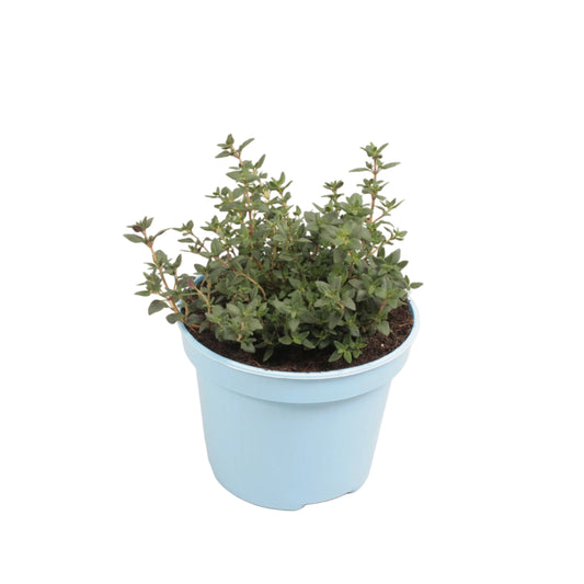 Tijm - 12cm pot
