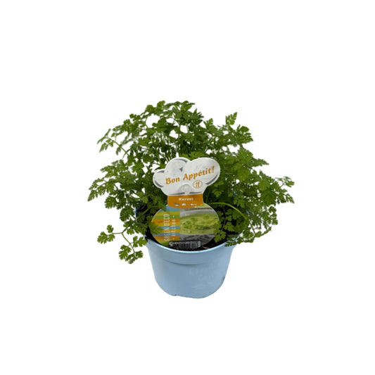Kervel - 12cm pot