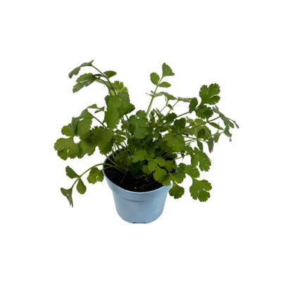 Coriander - 12cm pot