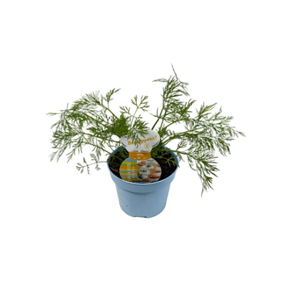 Dille - 12cm pot