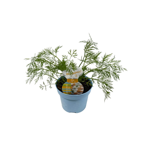 Dille - 12cm pot