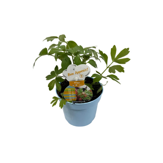 Maggiekruid - 12cm pot