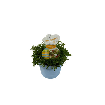Origanum groen - 12cm pot