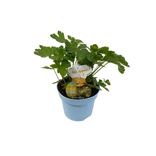 Peterselie platblad - 12cm pot