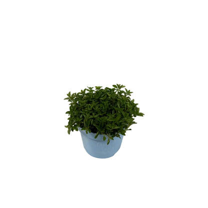 Origanum groen - 12cm pot