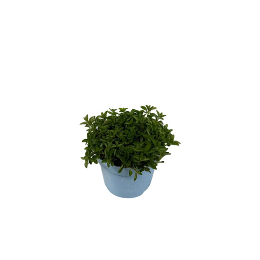Origanum groen - 12cm pot