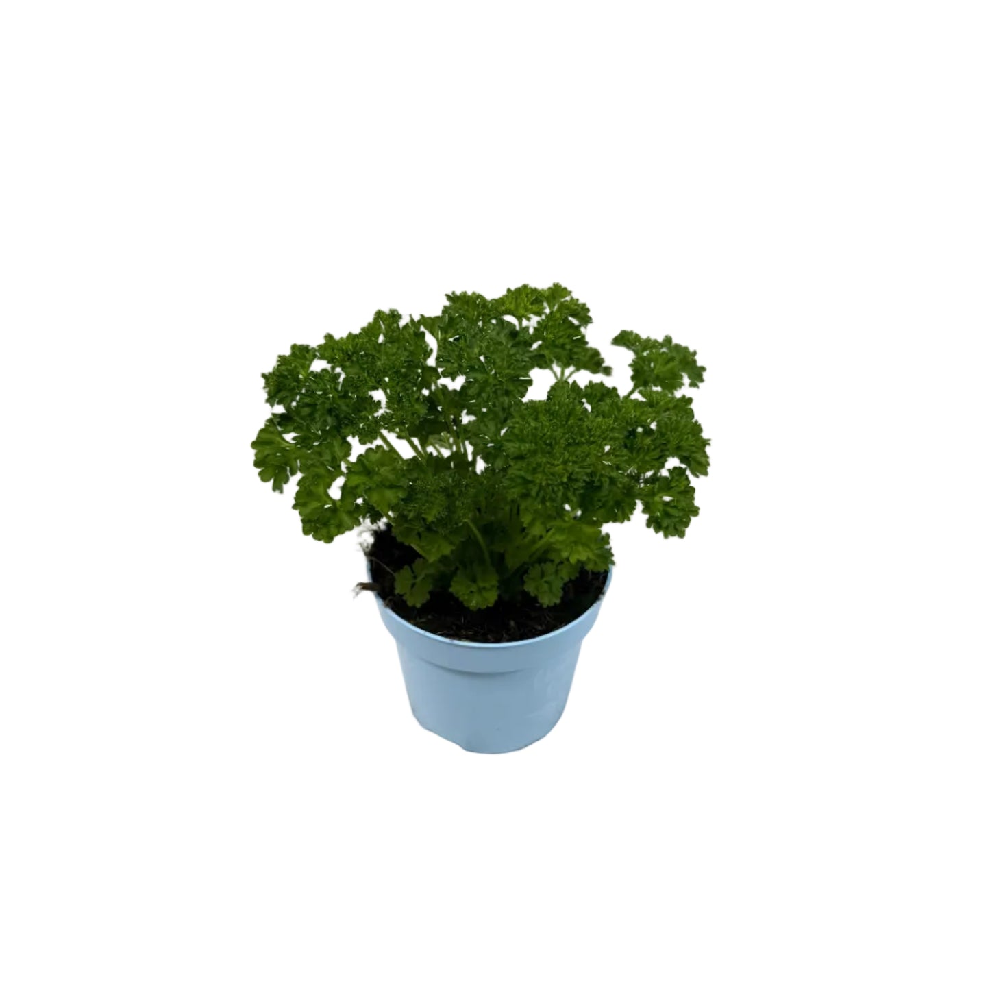 Peterselie krul - 12cm pot