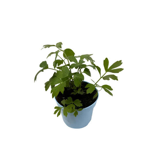 Maggiekruid - 12cm pot