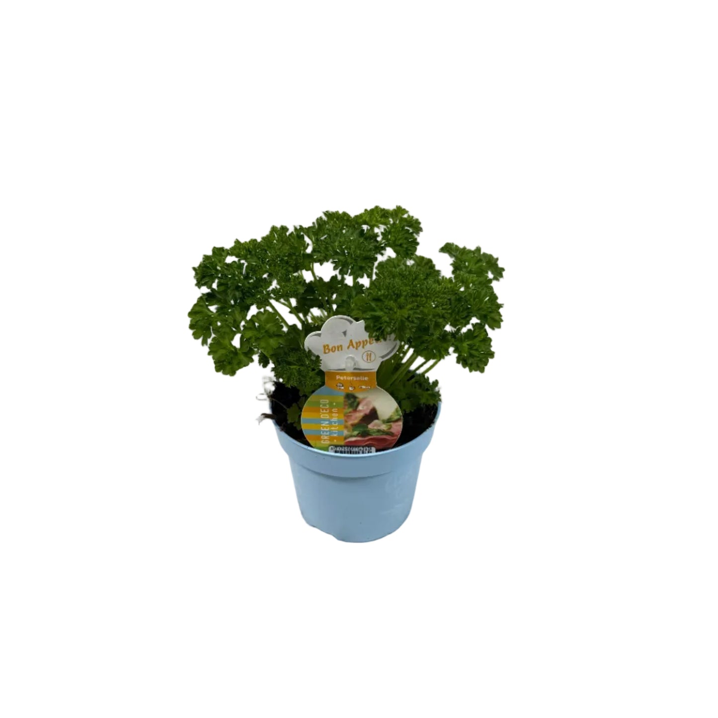 Peterselie krul - 12cm pot