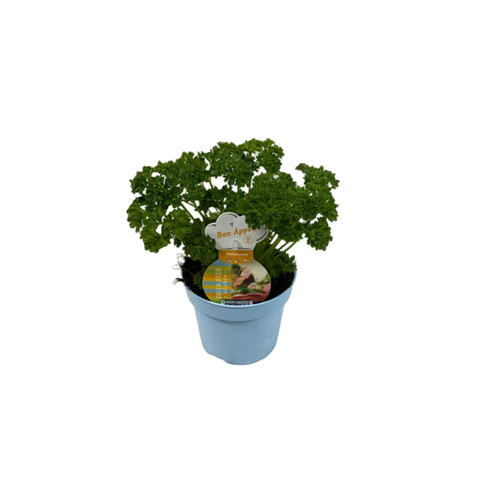 Peterselie krul - 12cm pot