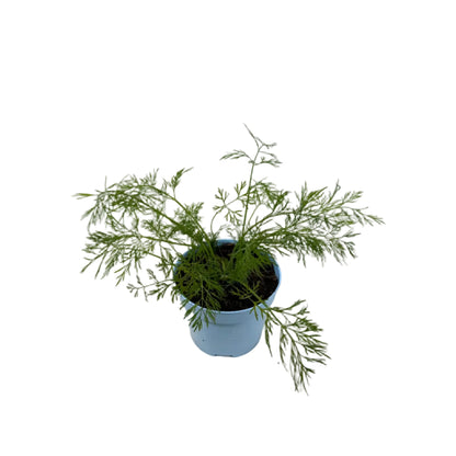 Dille - 12cm pot