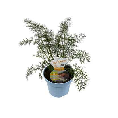 Venkel - 12cm pot