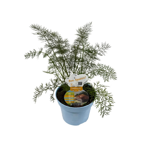 Venkel - 12cm pot