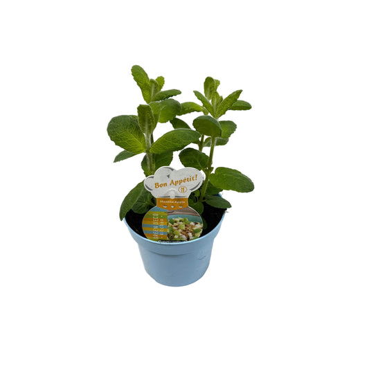 Munt appel - 12cm pot