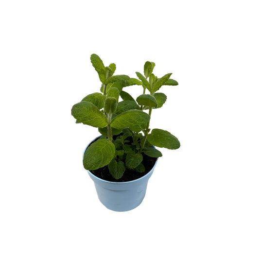 Munt appel - 12cm pot