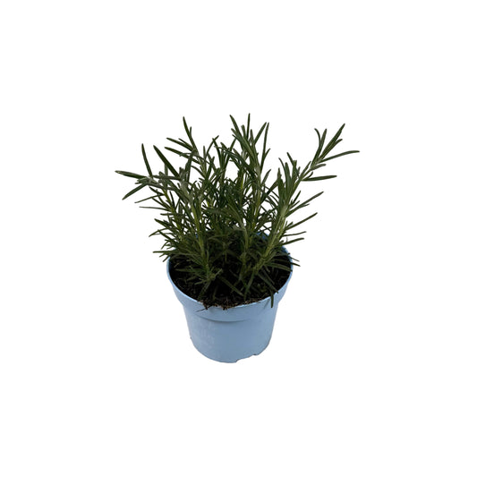 Rozemarijn - 12cm pot