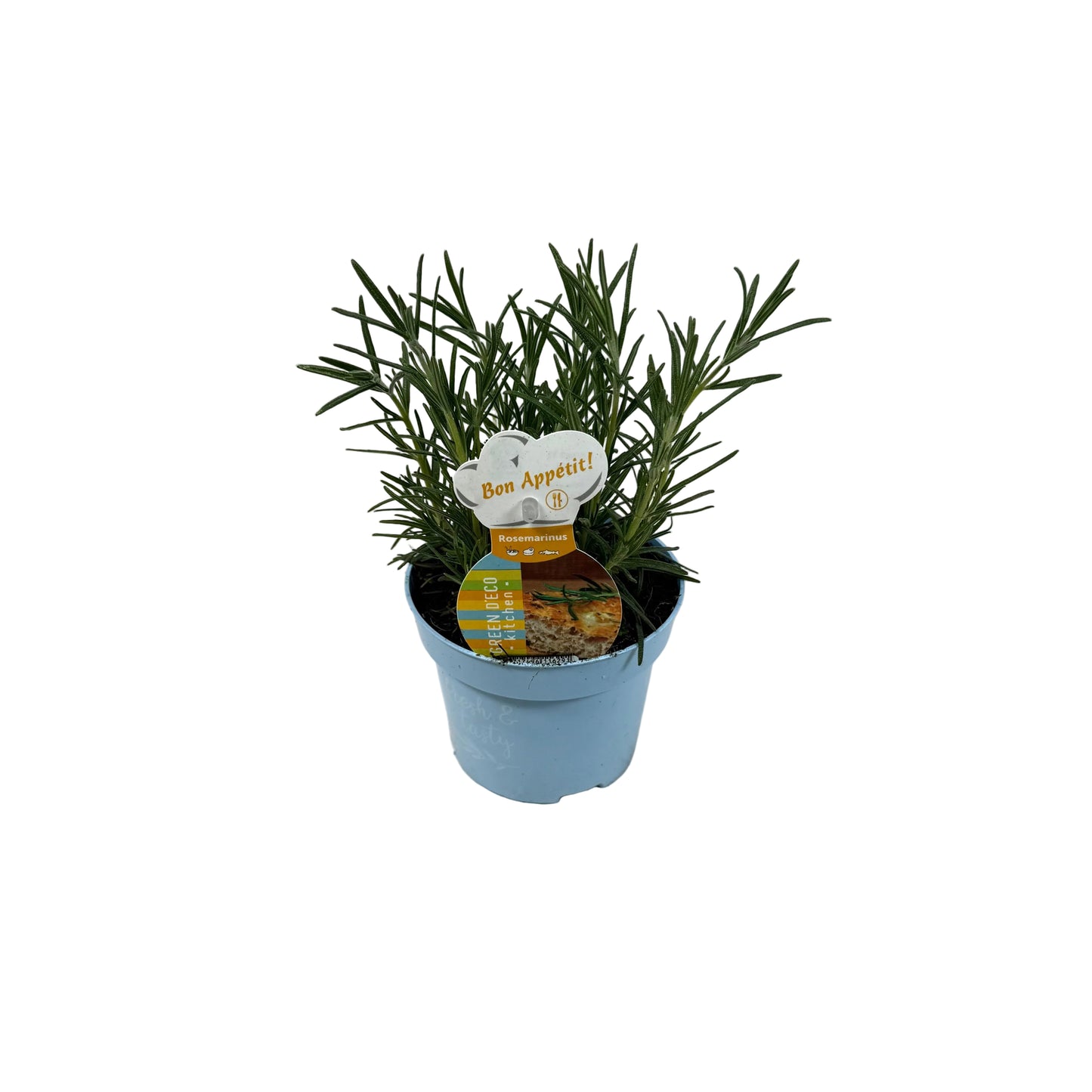 Rozemarijn - 12cm pot