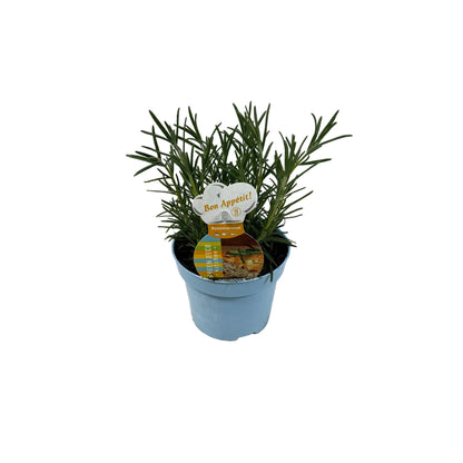 Rozemarijn - 12cm pot