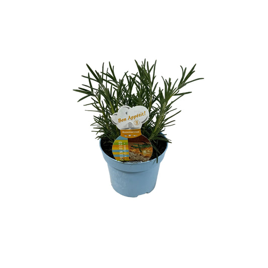 Rozemarijn - 12cm pot