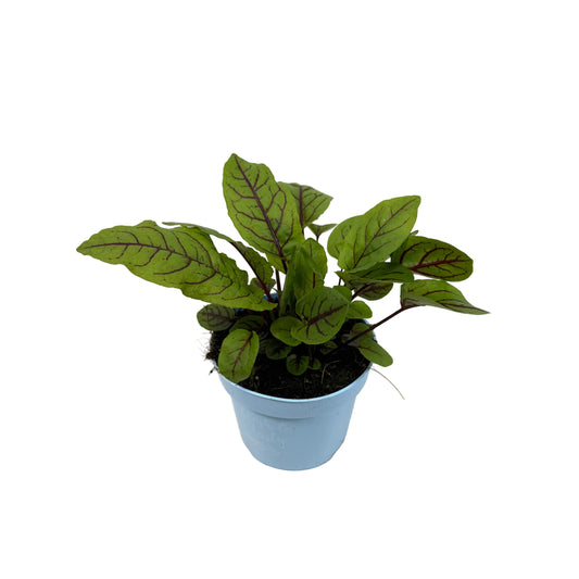 Rumex - 12cm pot