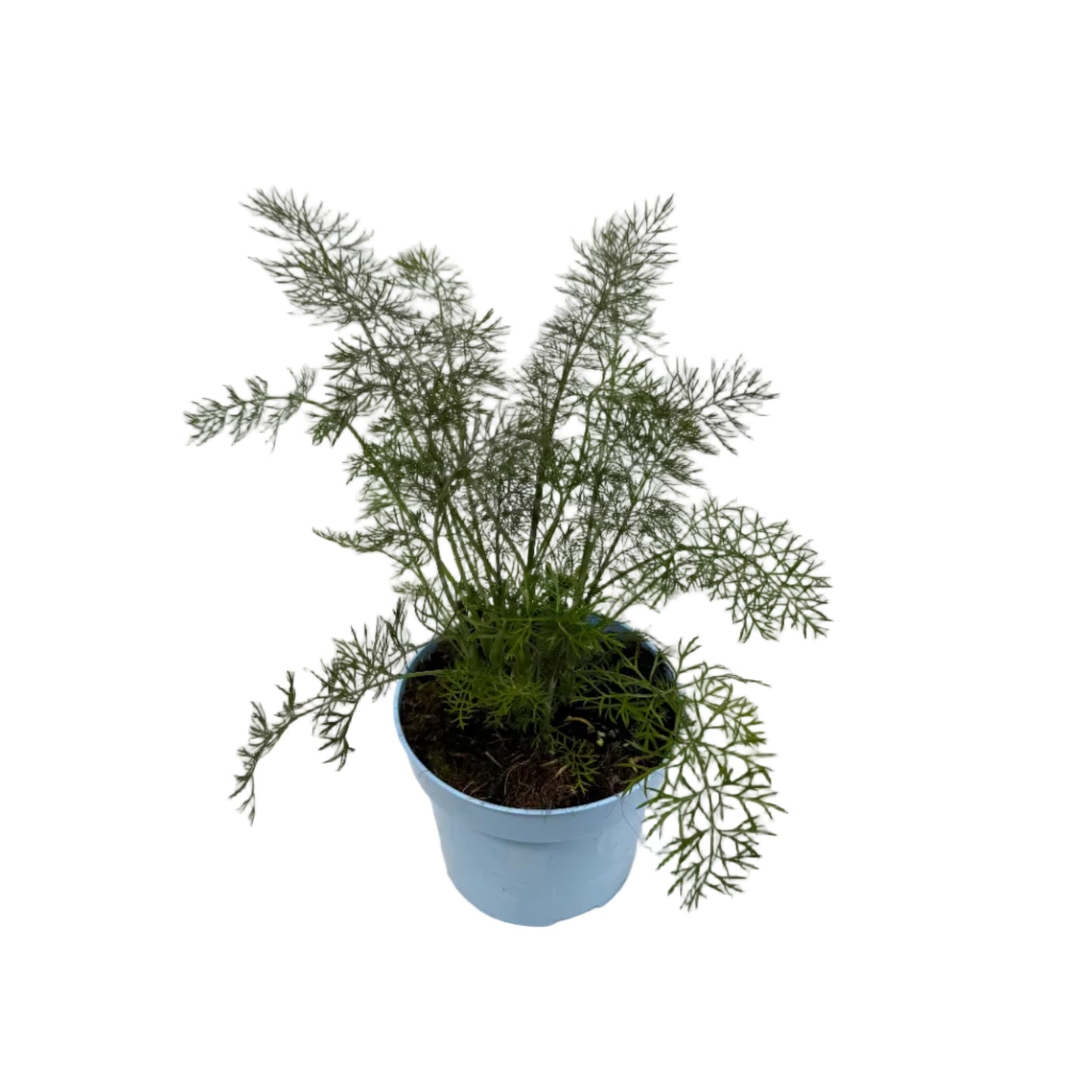 Venkel - 12cm pot