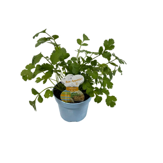 Coriander - 12cm pot
