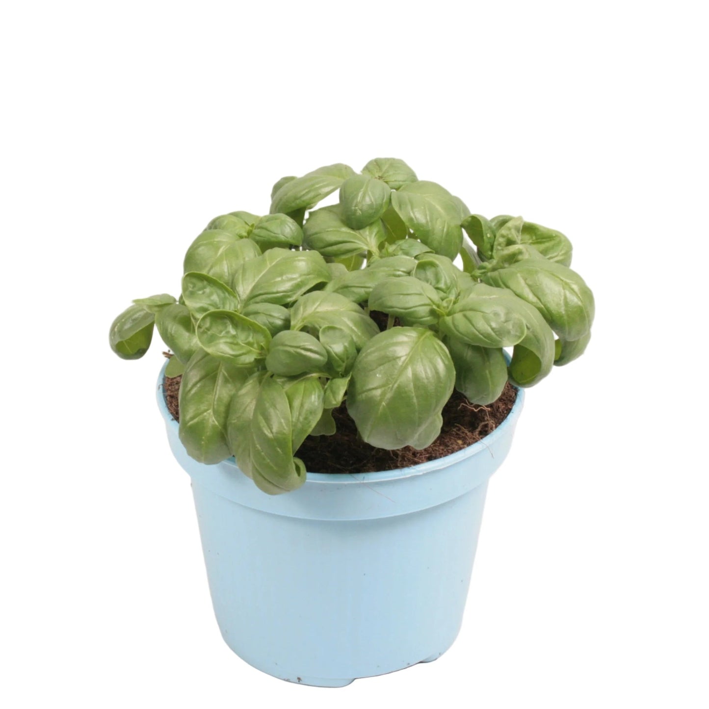 Basilicum - 12cm pot