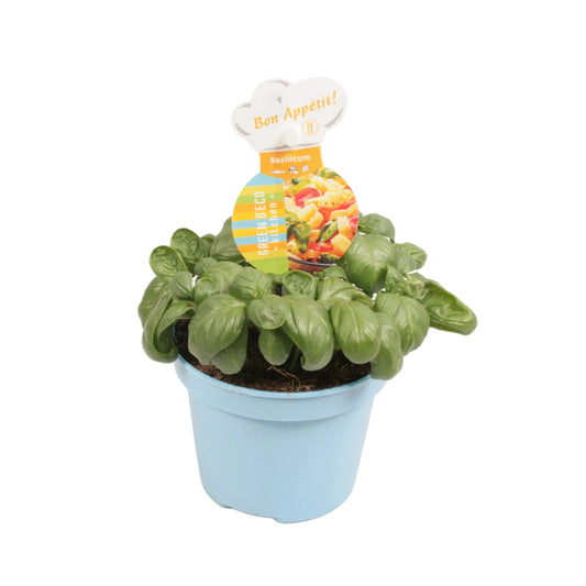 Basilicum - 12cm pot