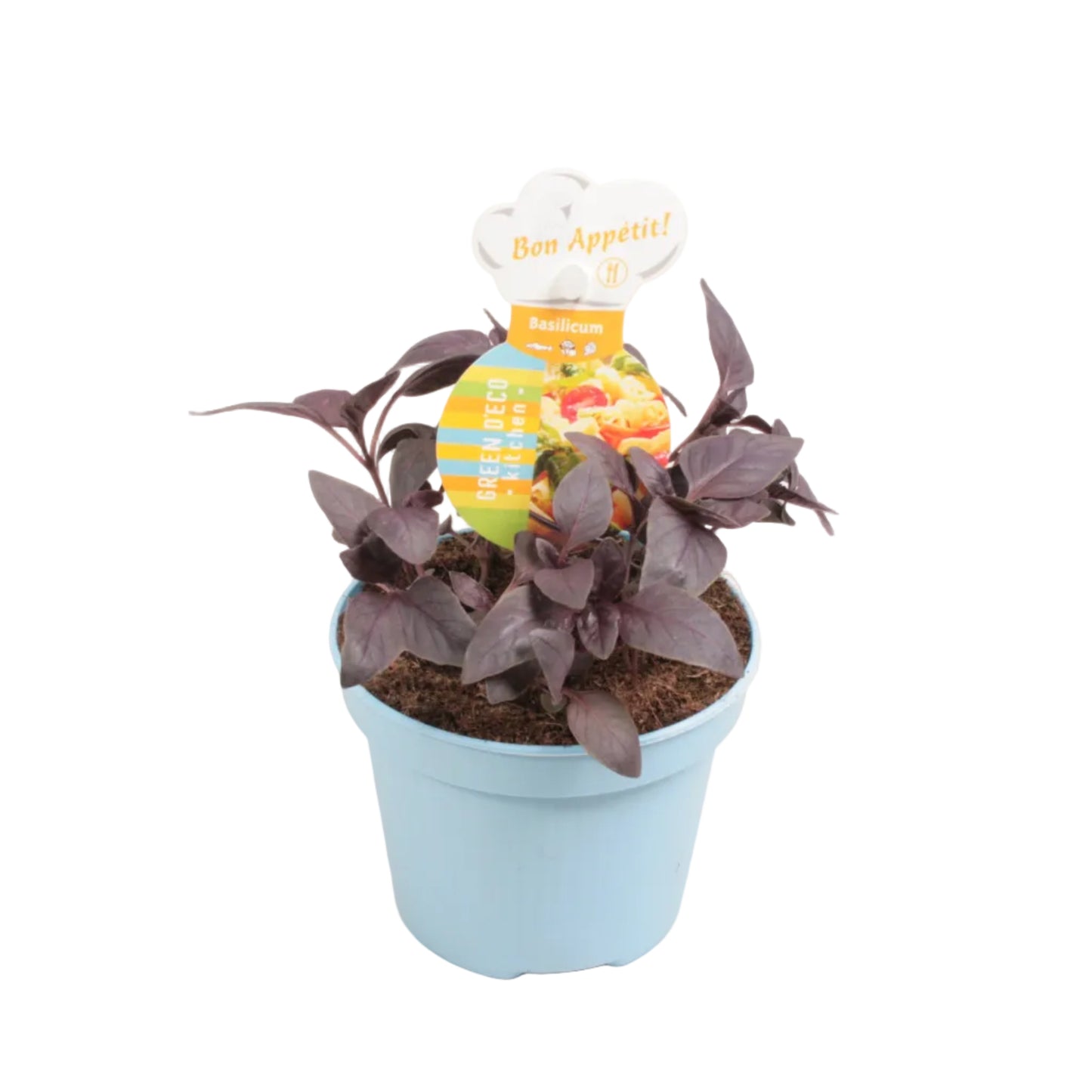 Basilicum rood - 12cm pot