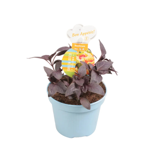 Basilicum rood - 12cm pot