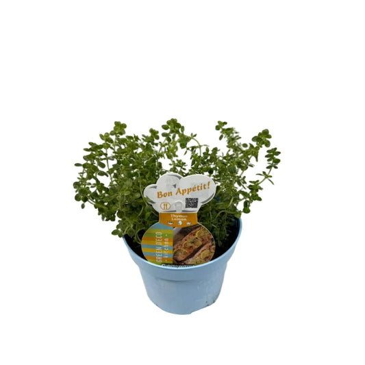 Tijm citroen - 12cm pot