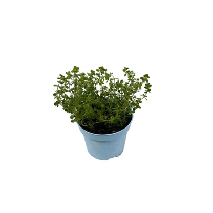 Tijm citroen - 12cm pot