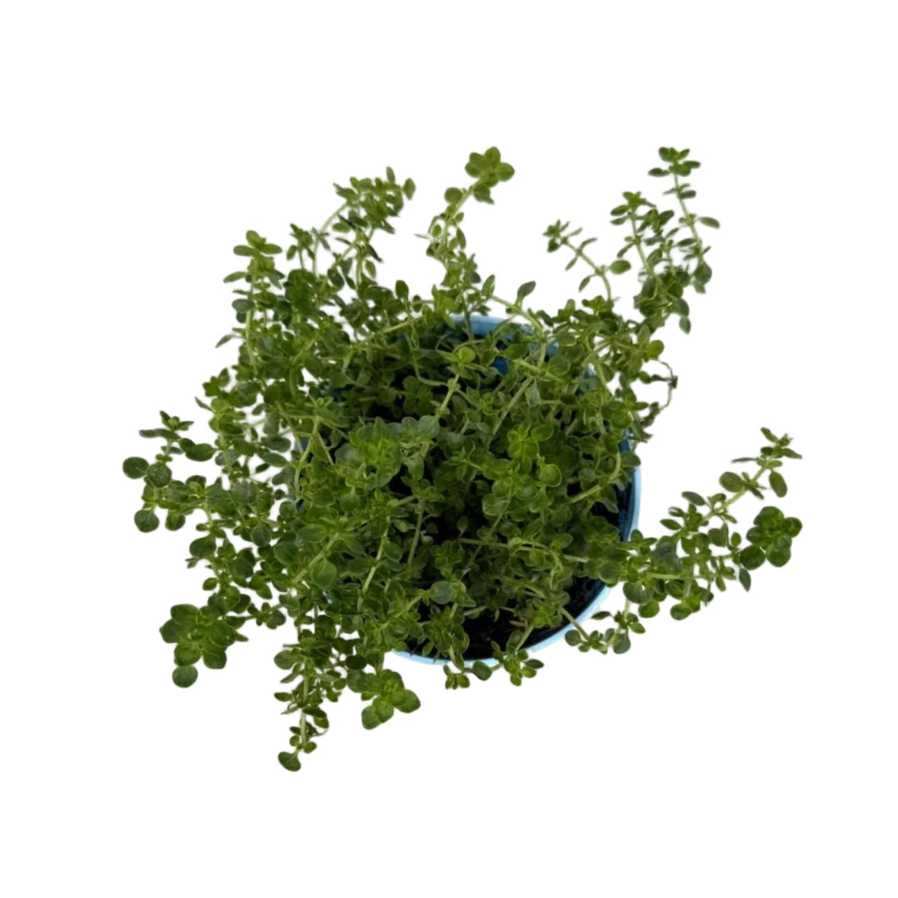 Tijm citroen - 12cm pot