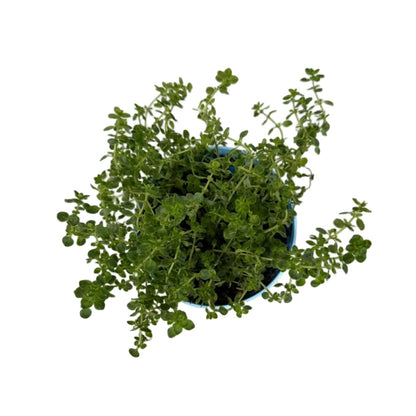 Tijm citroen - 12cm pot