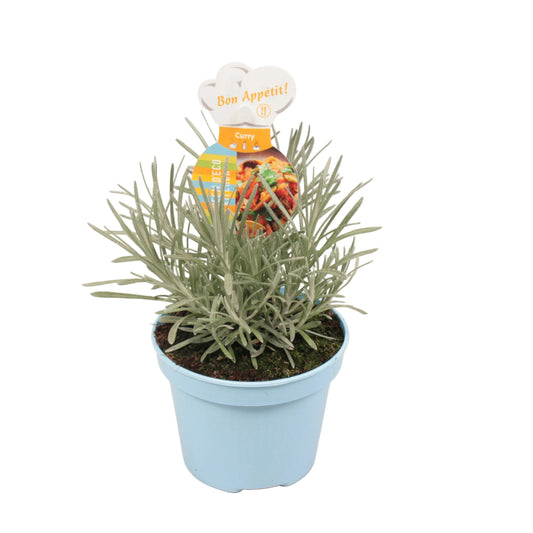 Currykruid - 12cm pot