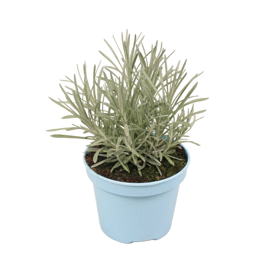 Currykruid - 12cm pot