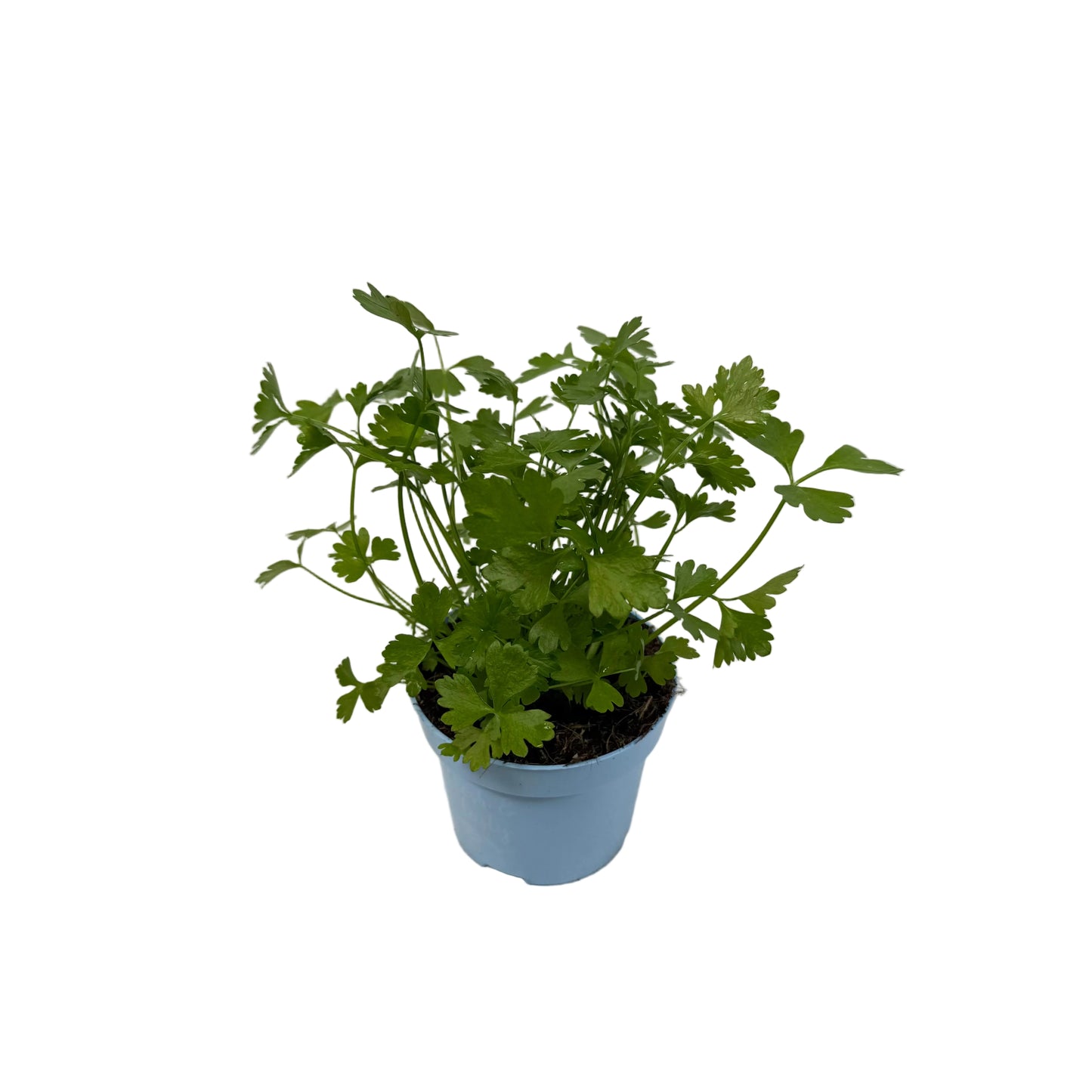 Selderij - 12cm pot